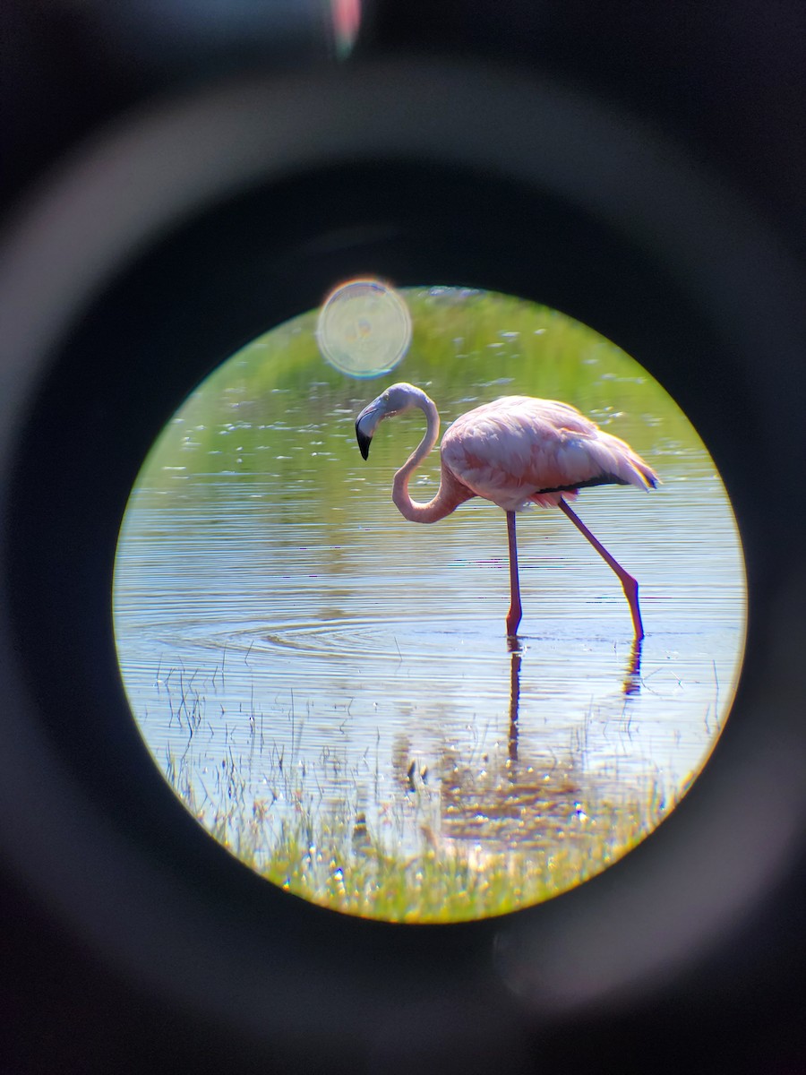 American Flamingo - ML608552060