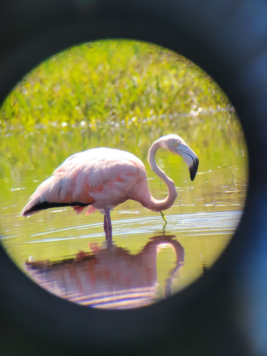 American Flamingo - ML608552062