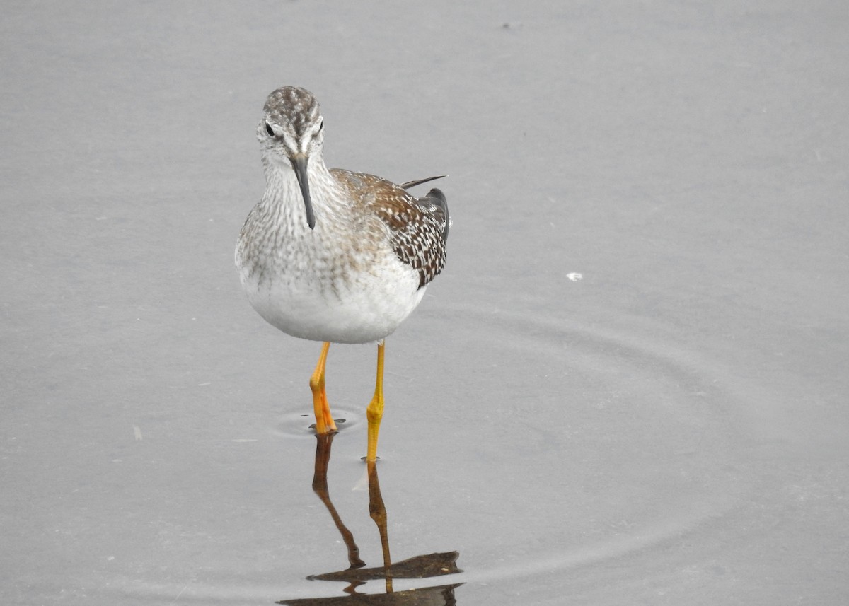 Lesser Yellowlegs - Max Francioni