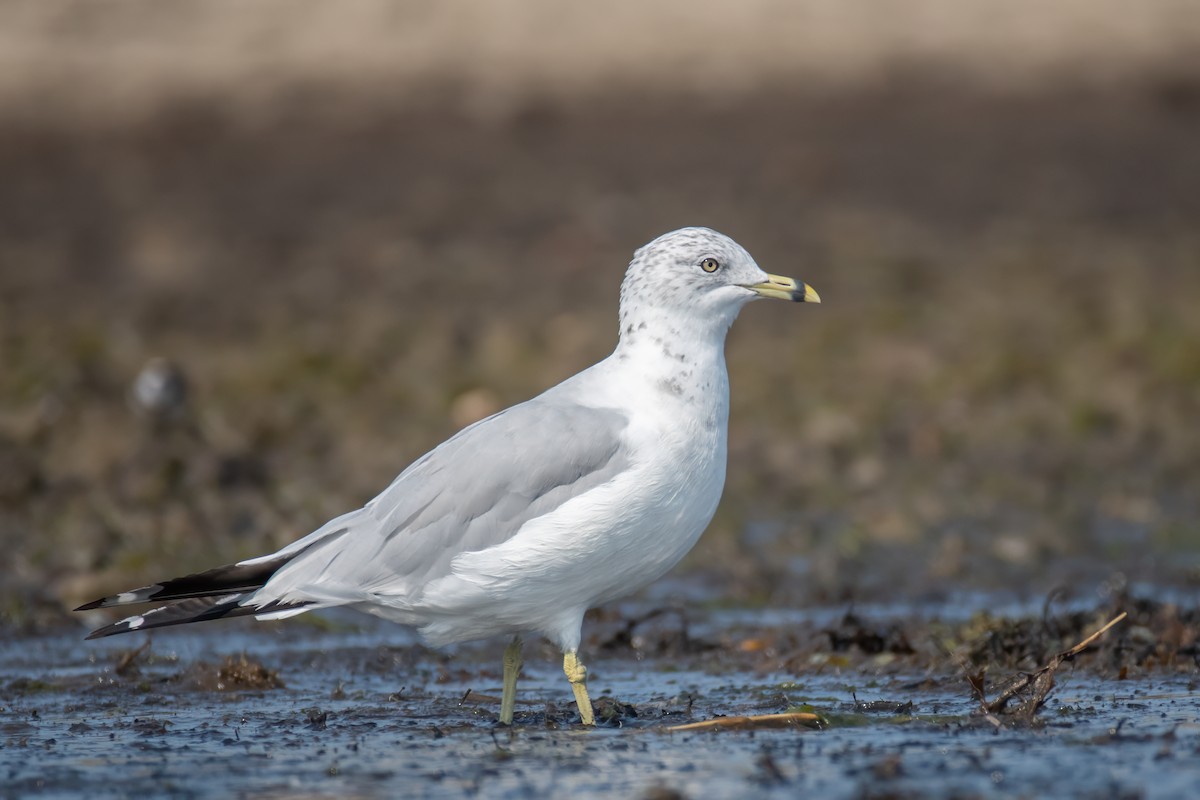 Ring-billed Gull - ML608552122