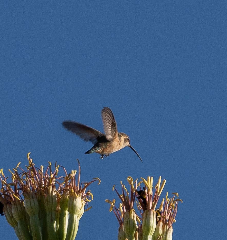 Lucifer Hummingbird - ML608552132