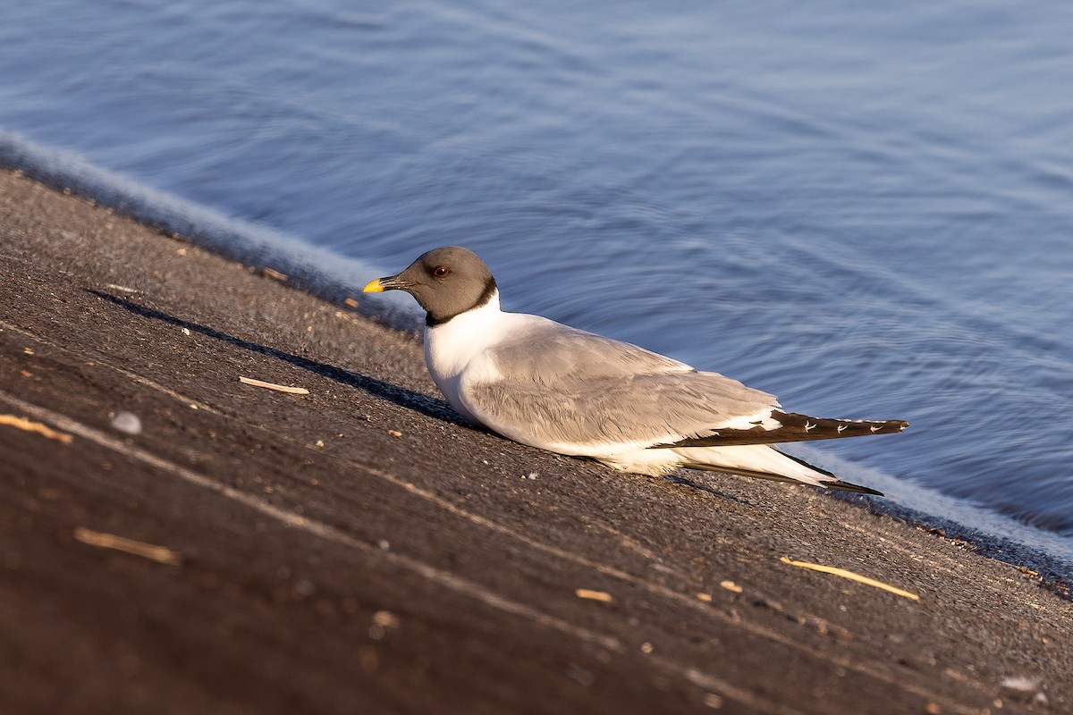 Sabine's Gull - Lukas Sekelsky