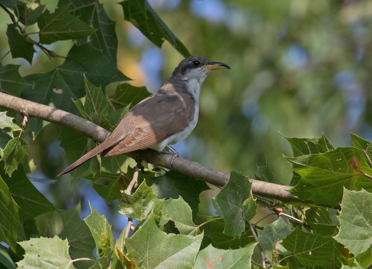 Yellow-billed Cuckoo - ML608552249