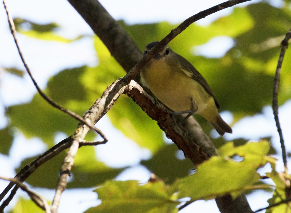 Philadelphia Vireo - ML608552262