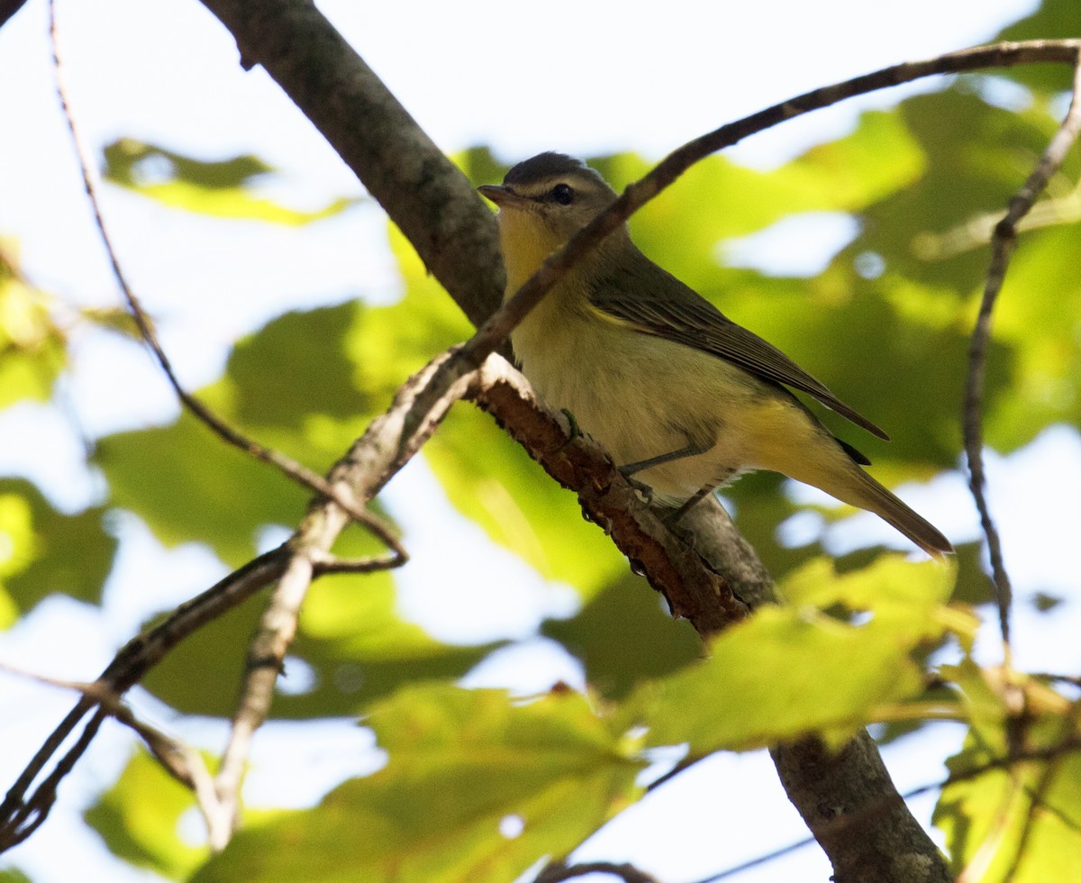 Philadelphia Vireo - ML608552263