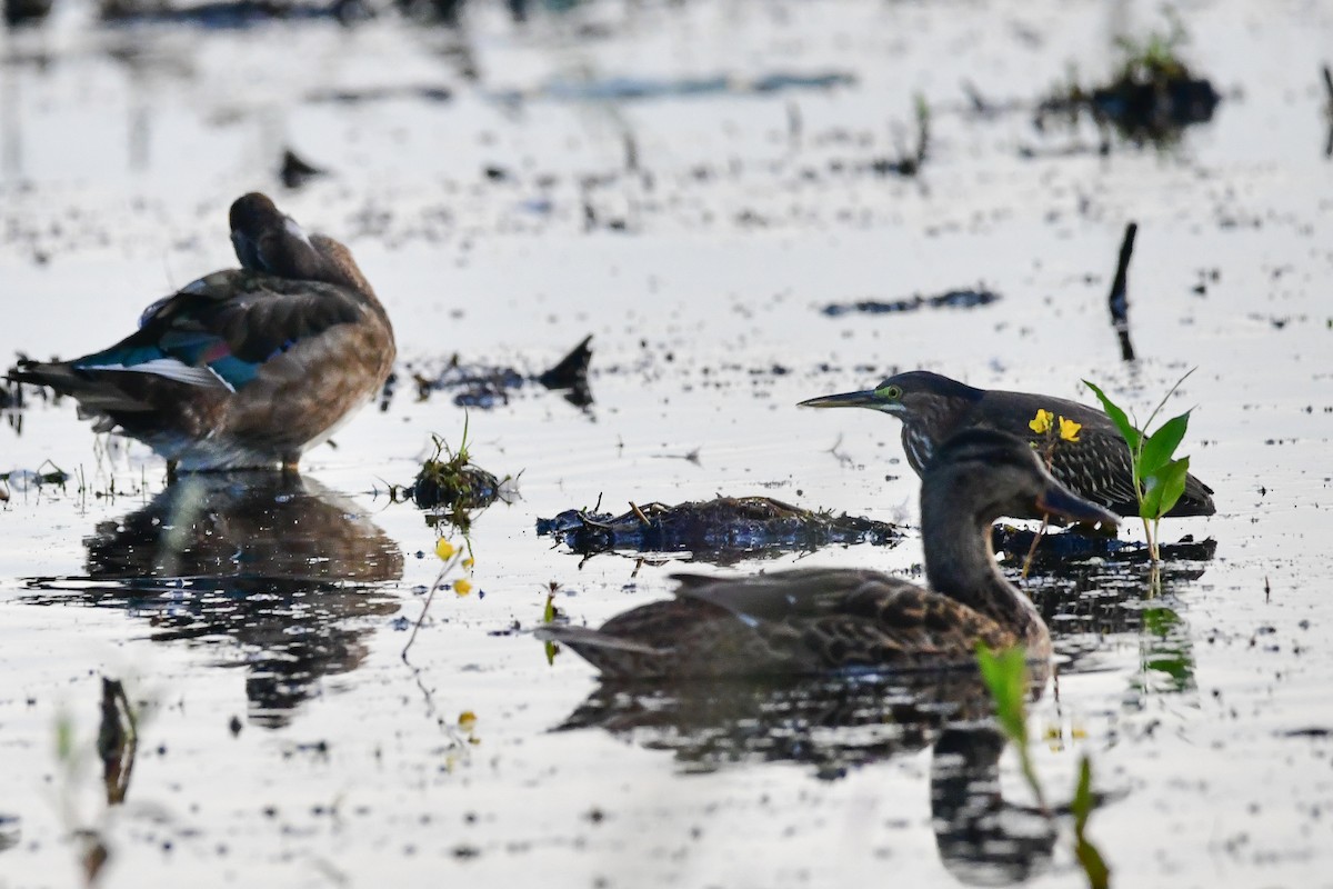 Green Heron - ML608552310