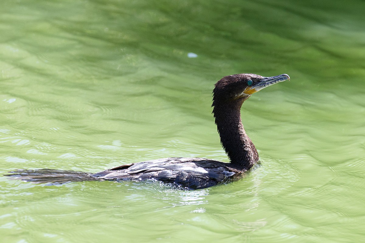 Neotropic Cormorant - Anonymous