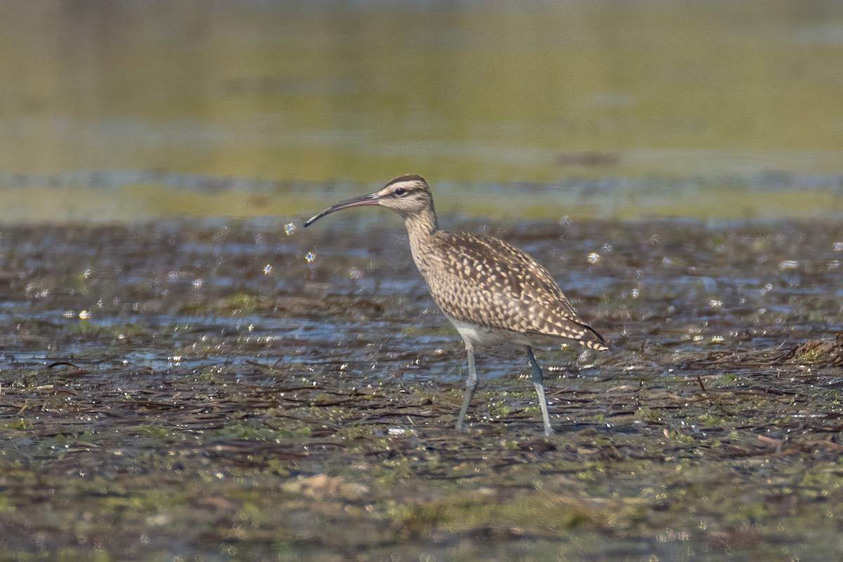 Regenbrachvogel - ML608552496