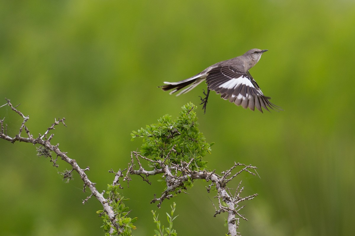 Northern Mockingbird - ML608552545