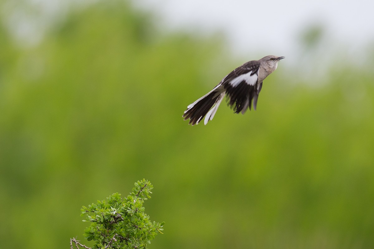 Northern Mockingbird - ML608552547