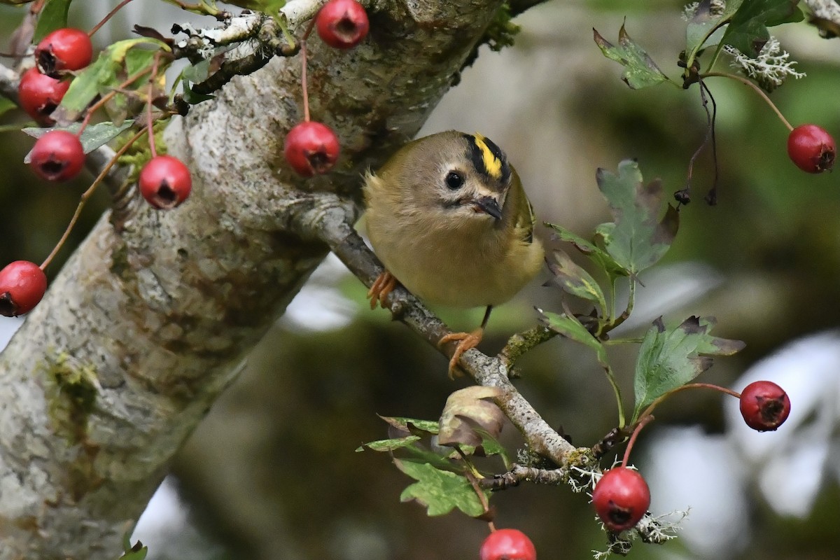 Goldcrest - ML608552572