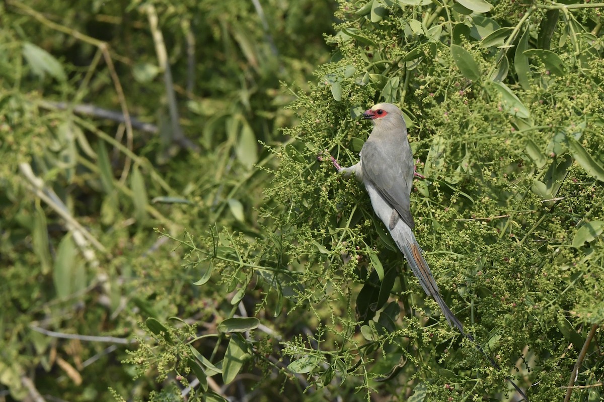 Red-faced Mousebird - ML608552673