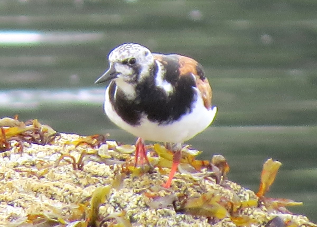 Ruddy Turnstone - ML608552674