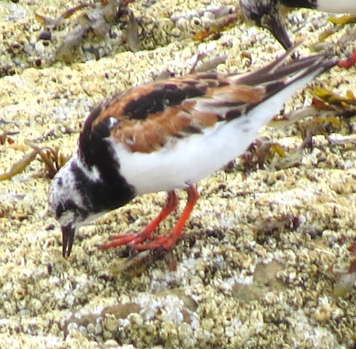 Ruddy Turnstone - ML608552678