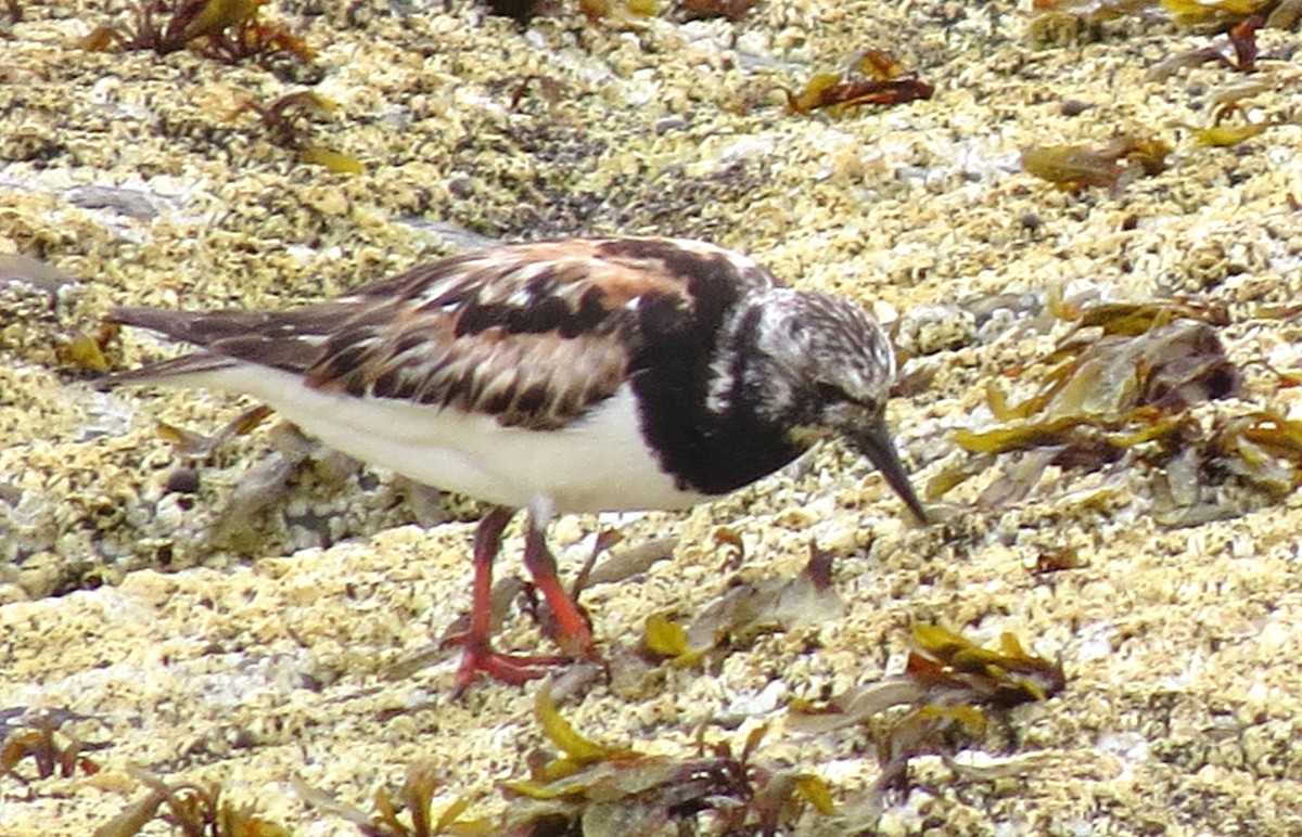 Ruddy Turnstone - ML608552687