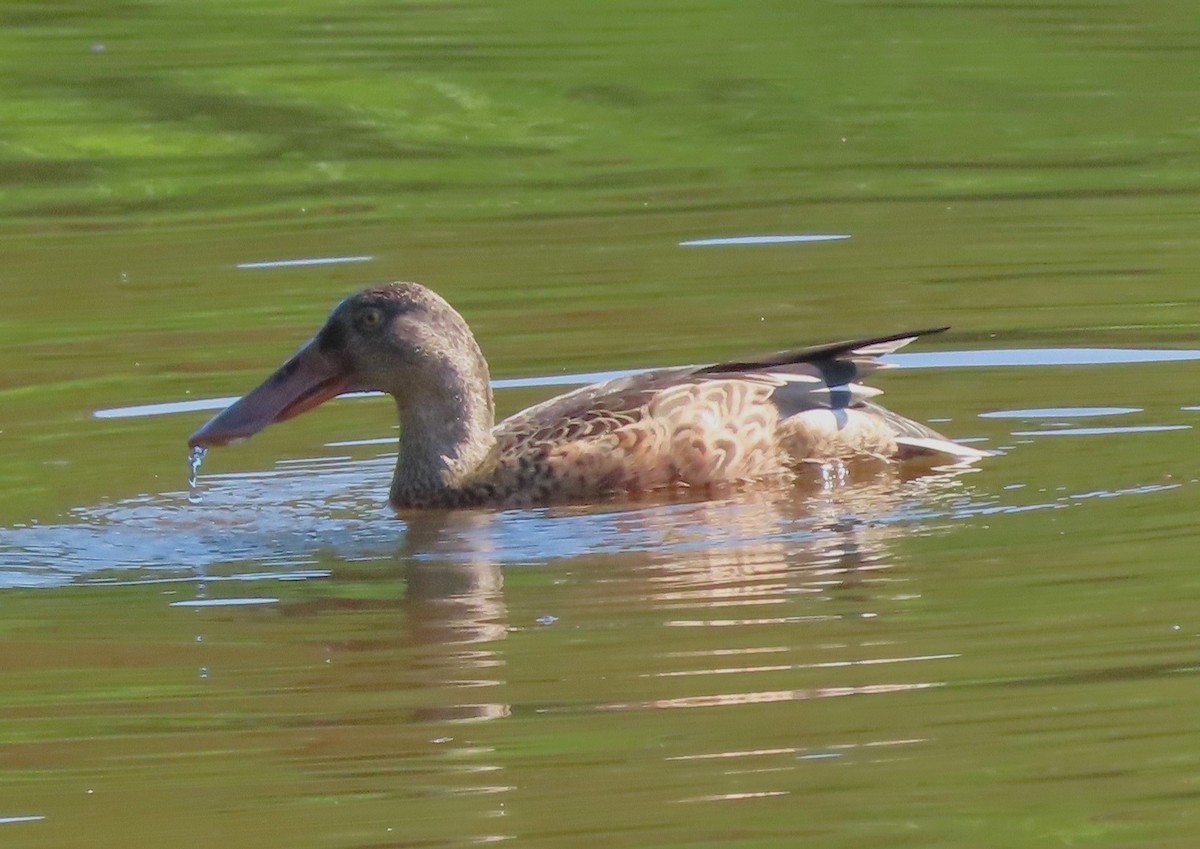 Northern Shoveler - ML608552801