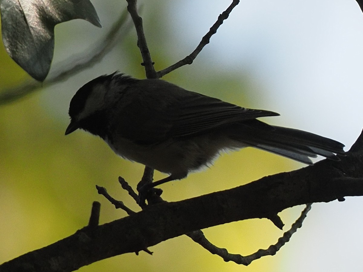 Carolina Chickadee - ML608552831