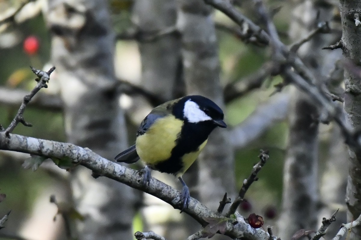 Great Tit - ML608552848