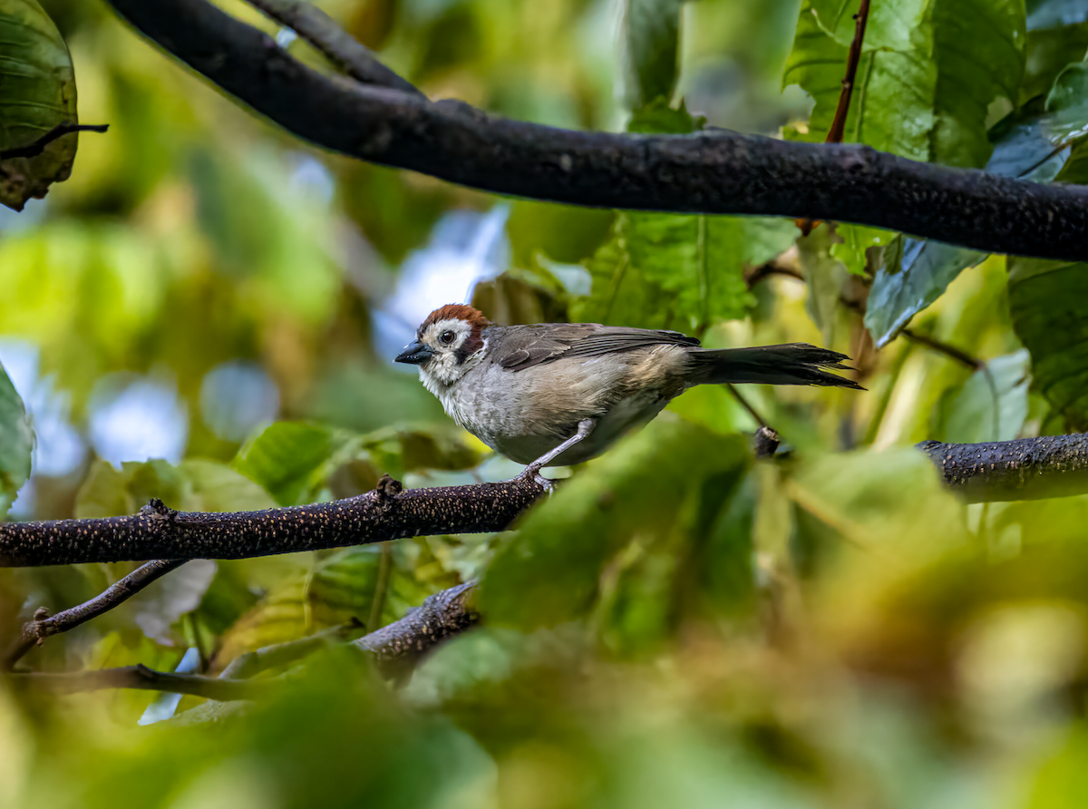 White-faced Ground-Sparrow - ML608552849