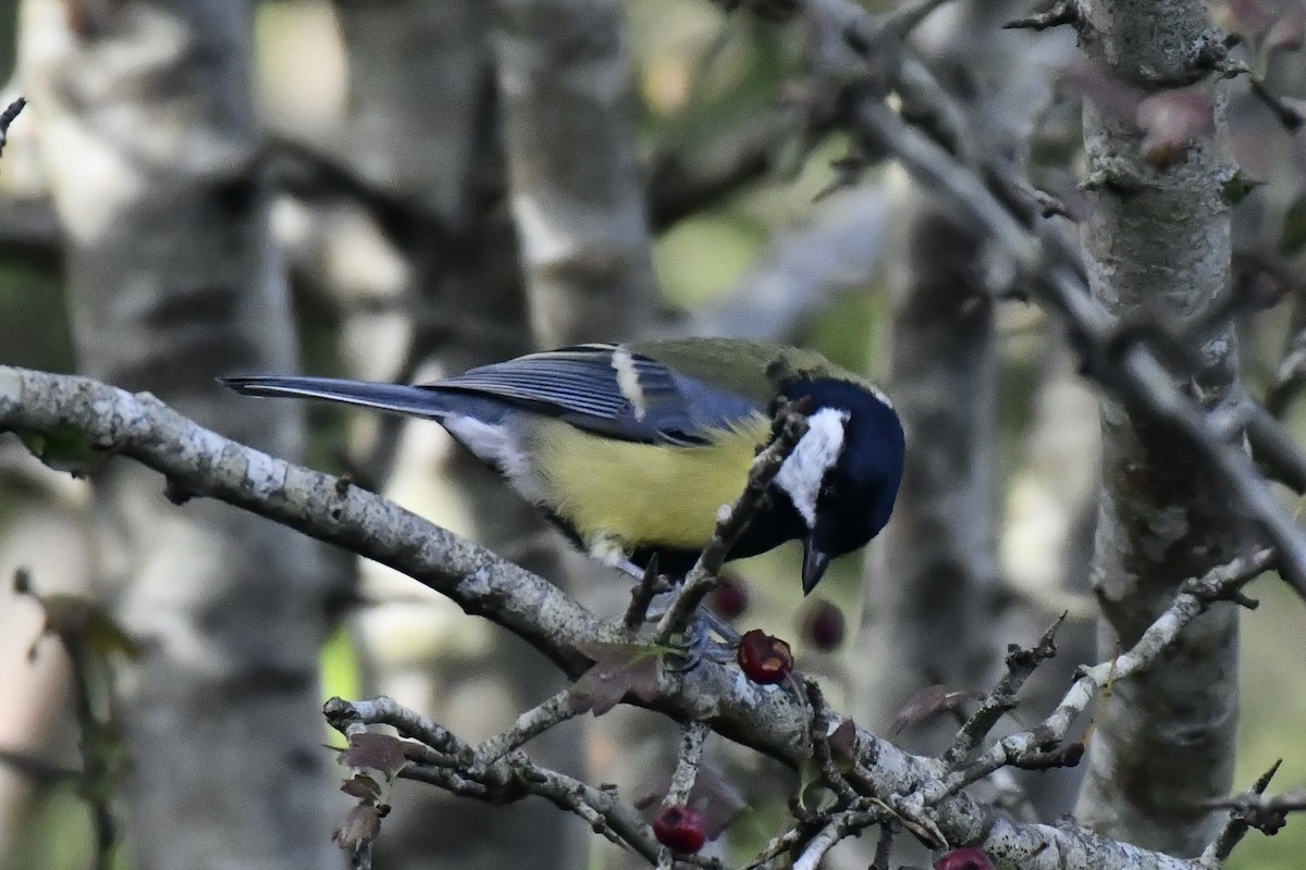 Great Tit - ML608552852