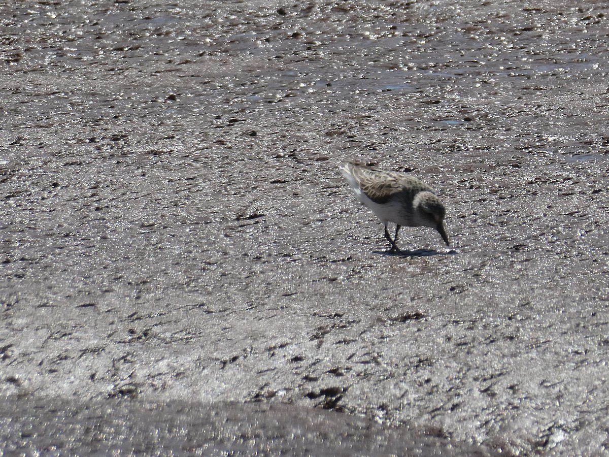 Semipalmated Sandpiper - ML608552867