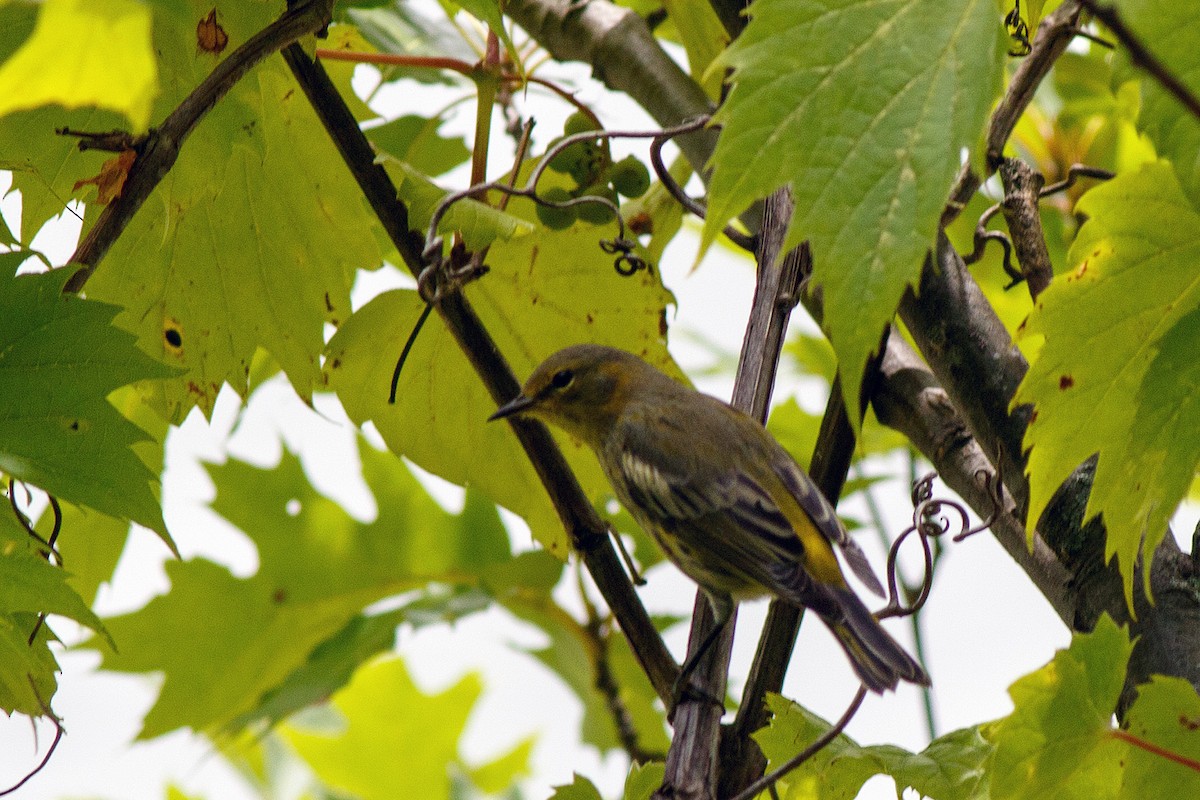 Baltimore Oriole - ML608552874