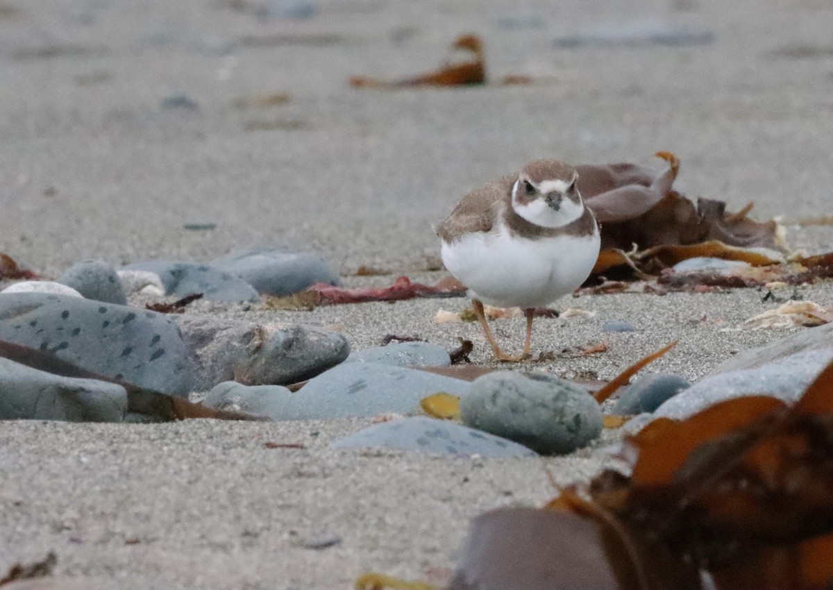 Semipalmated Plover - ML608552883