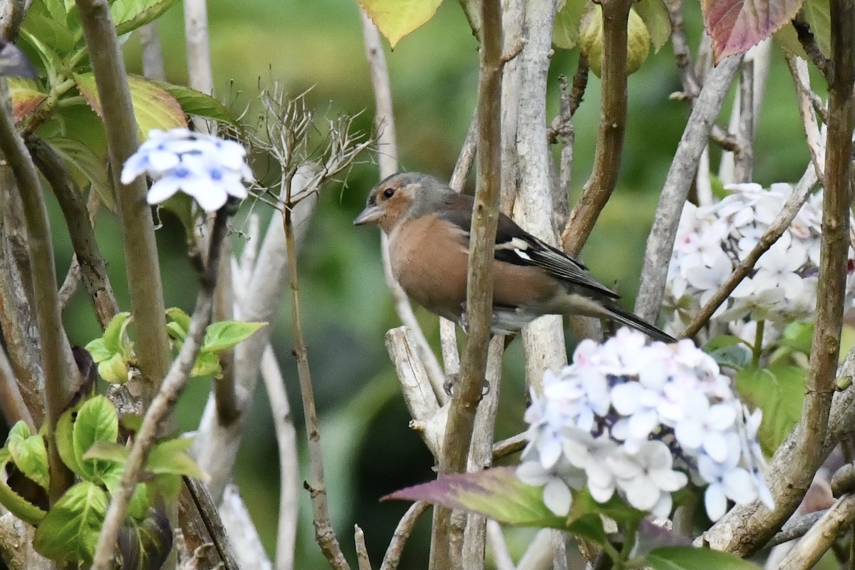 Common Chaffinch - ML608552912