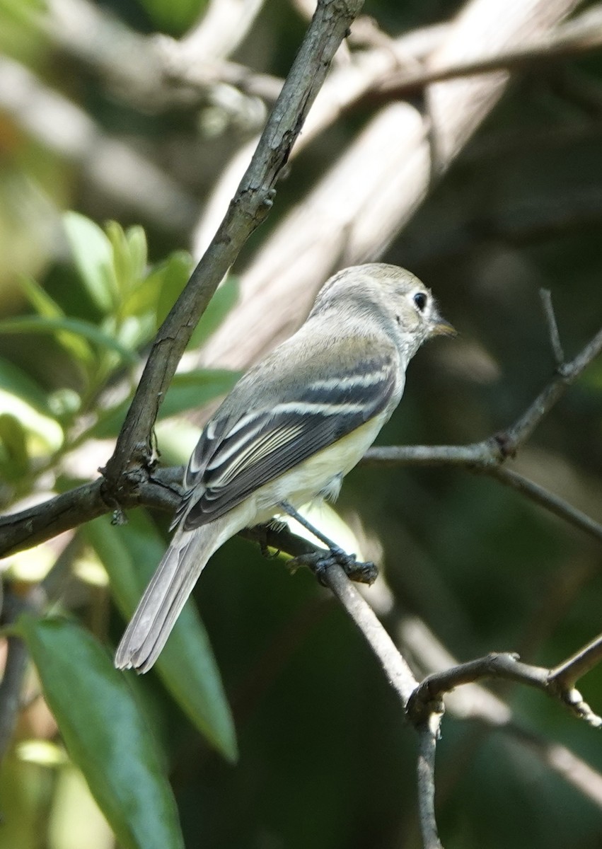 Least Flycatcher - ML608552940