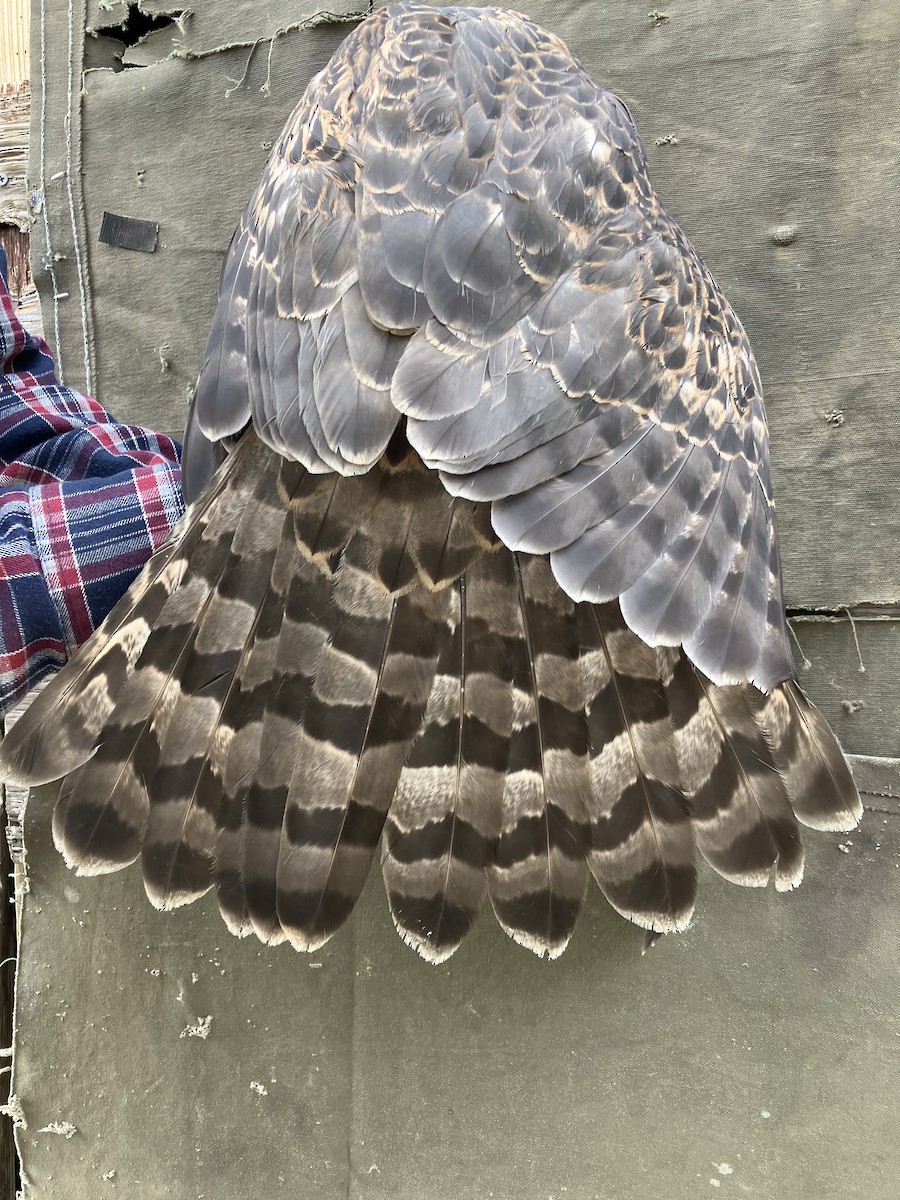 American Goshawk - Skyler Bol