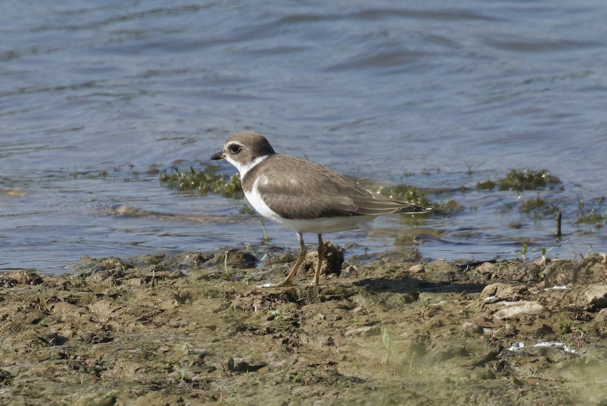 Semipalmated Plover - ML608553022