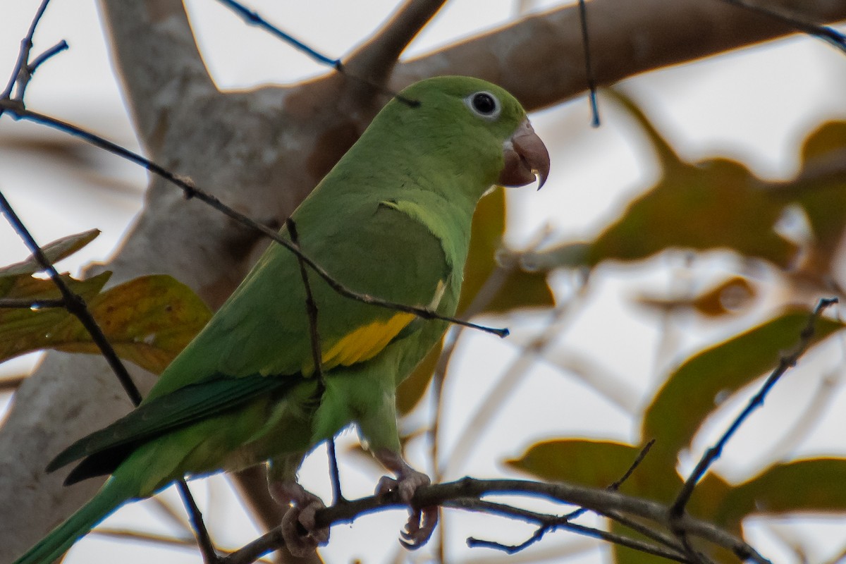 Yellow-chevroned Parakeet - Martha Wilson