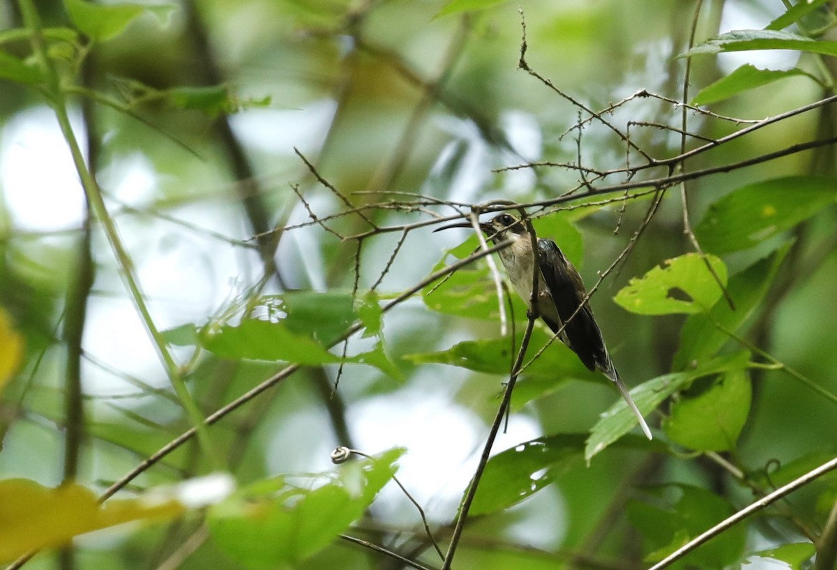 kolibřík světlebřichý - ML608553159