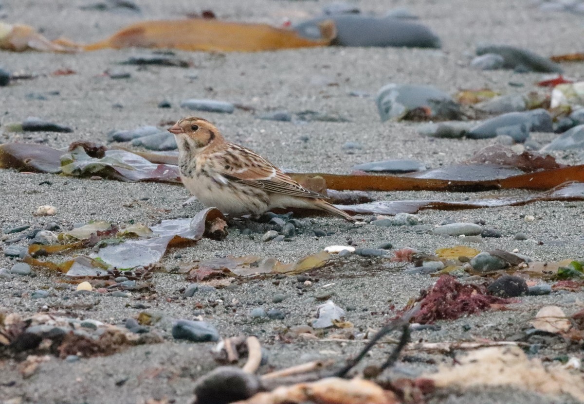 Lapland Longspur - Brandy Johnson