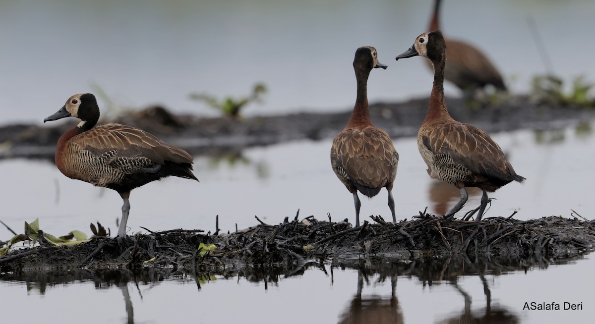 White-faced Whistling-Duck - ML608553355