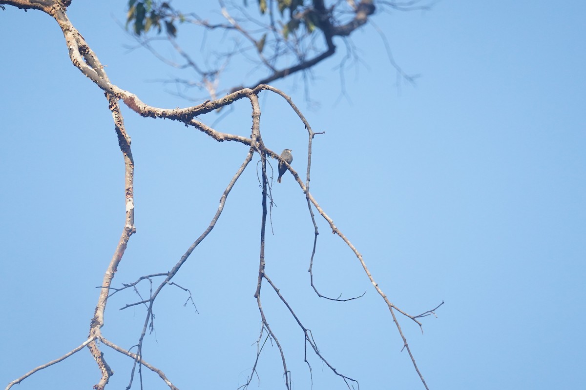 White-throated Pewee - ML608553406