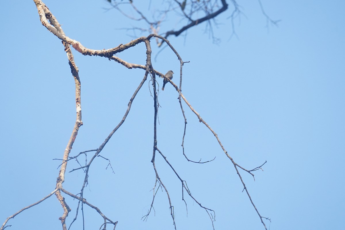 White-throated Pewee - ML608553420