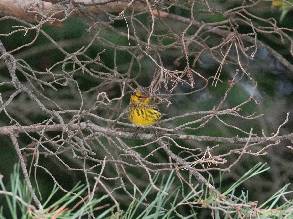 Cape May Warbler - ML608553422
