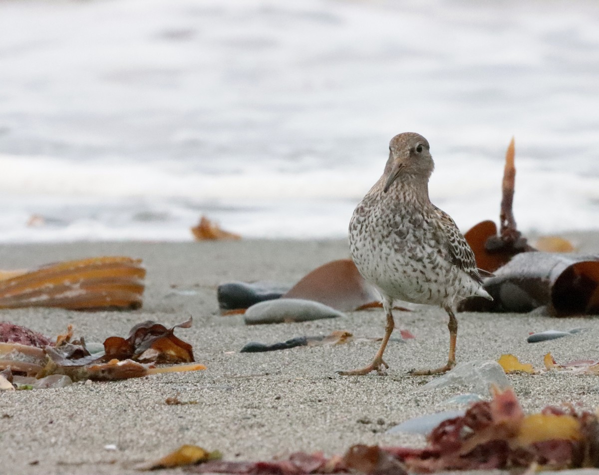 Rock Sandpiper - ML608553423