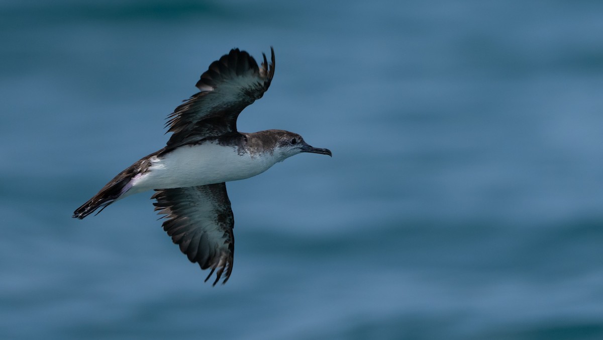 Persian Shearwater - ML608553551