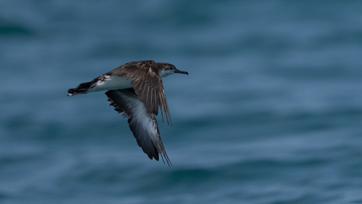 Persian Shearwater - ML608553552