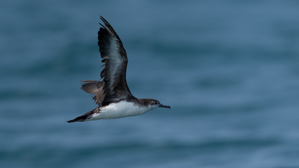 Persian Shearwater - ML608553553