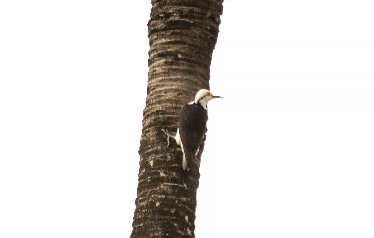 White Woodpecker - ML608553562