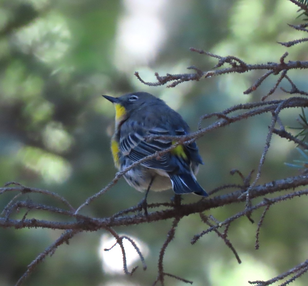 Yellow-rumped Warbler - ML608553581