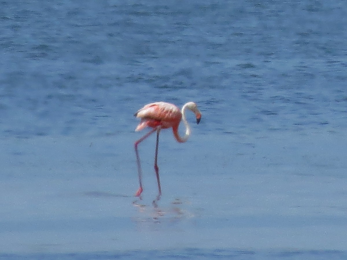 Flamant des Caraïbes - ML608553665