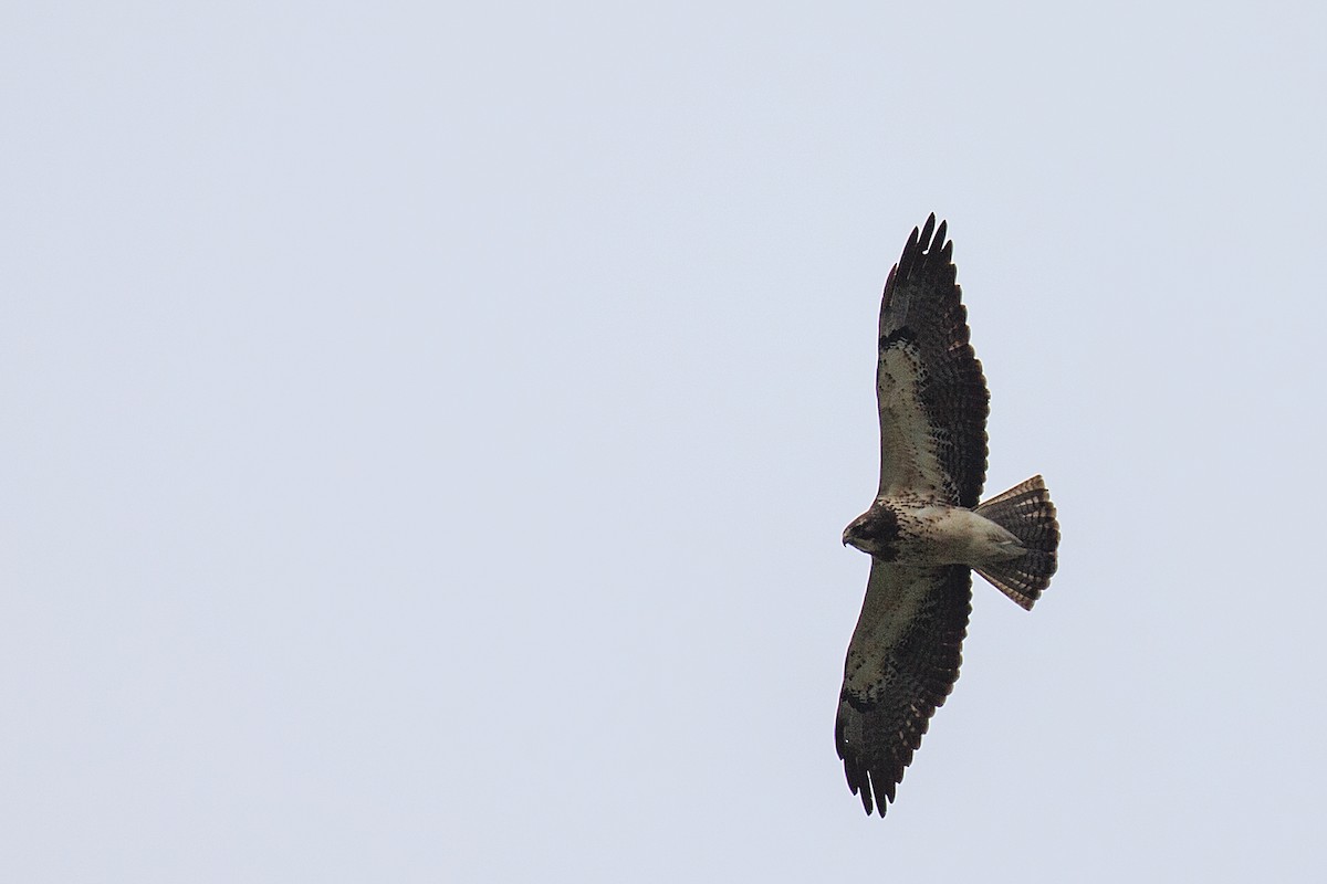 Swainson's Hawk - ML608553669