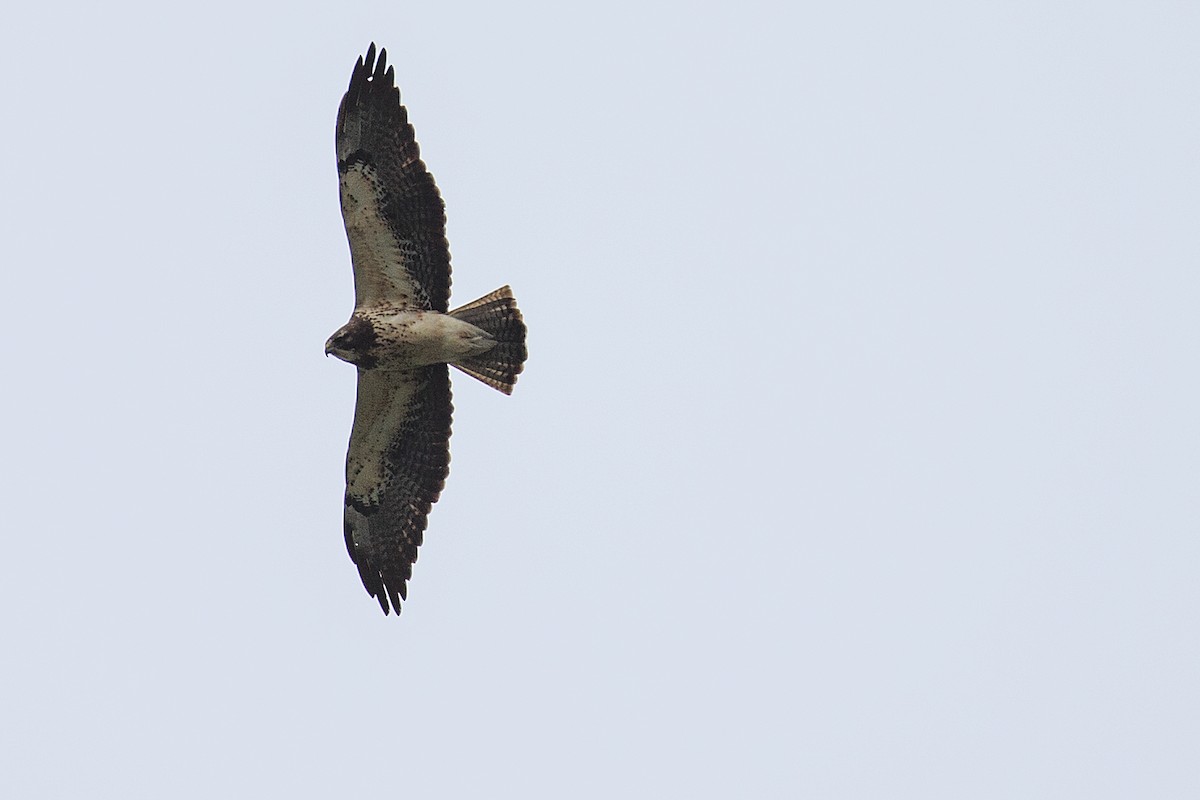 Swainson's Hawk - ML608553670