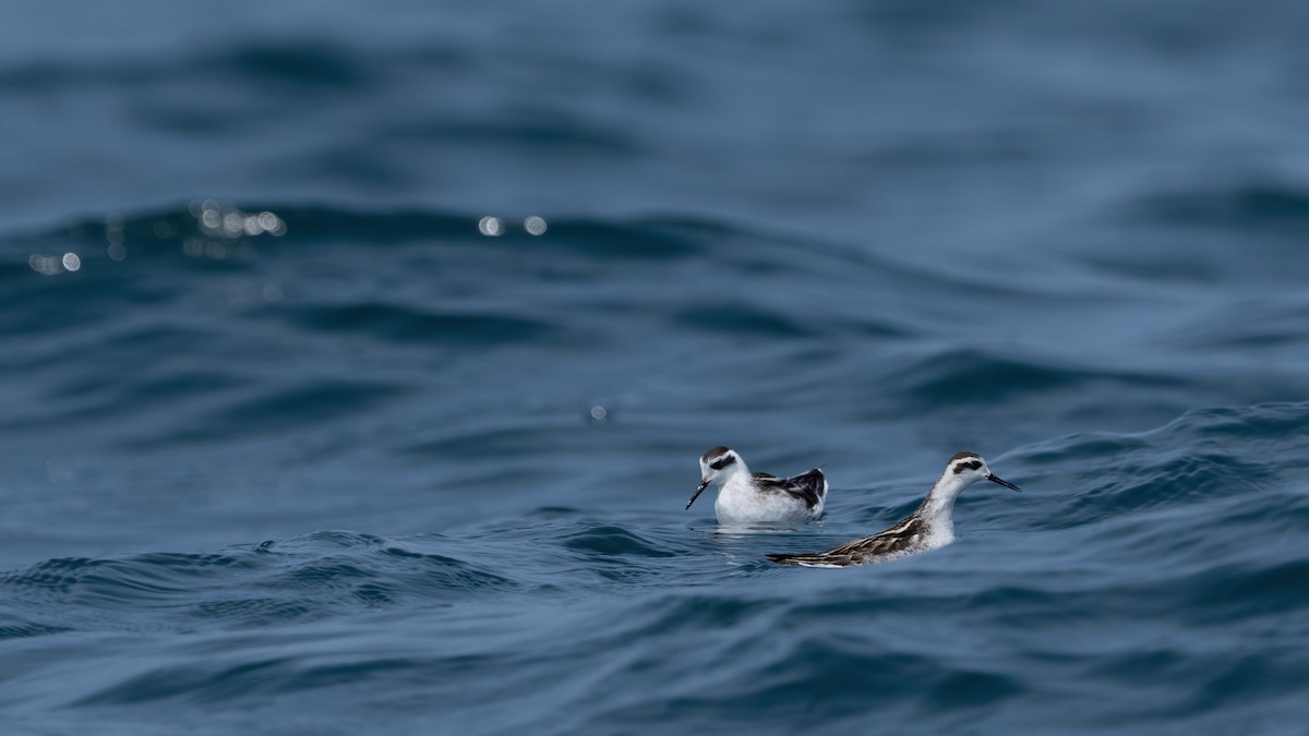 Red-necked Phalarope - ML608553718