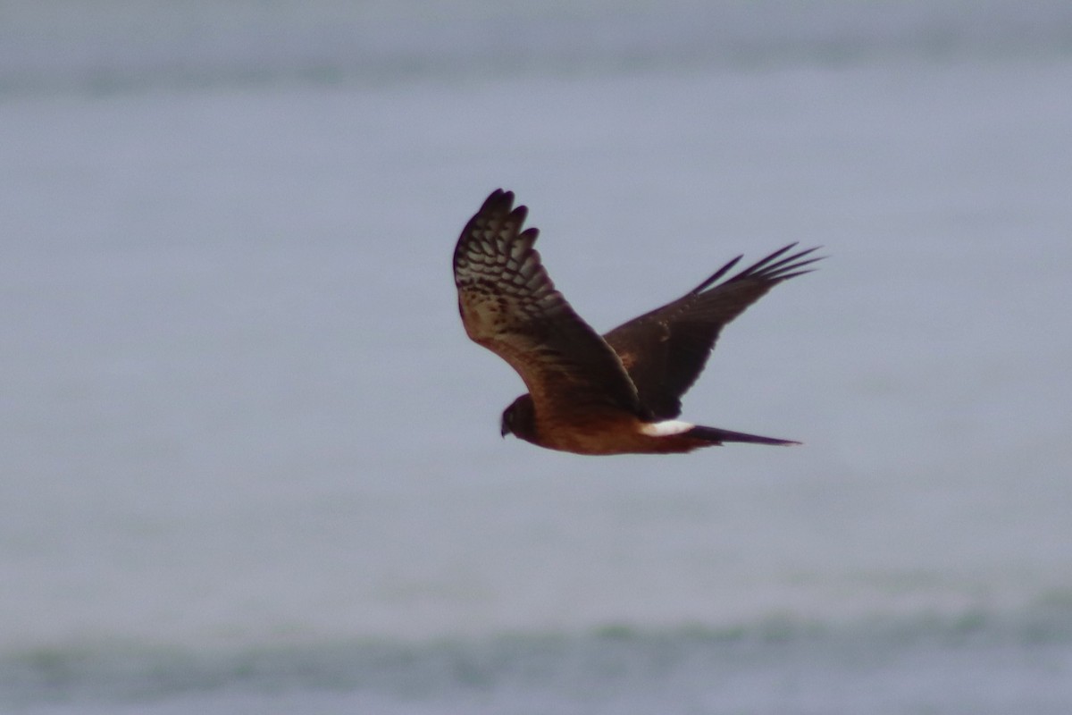 Northern Harrier - ML608553722