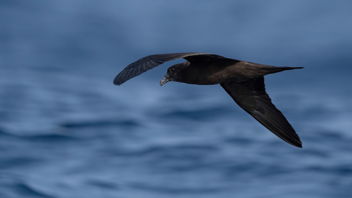 Jouanin's Petrel - ML608553734